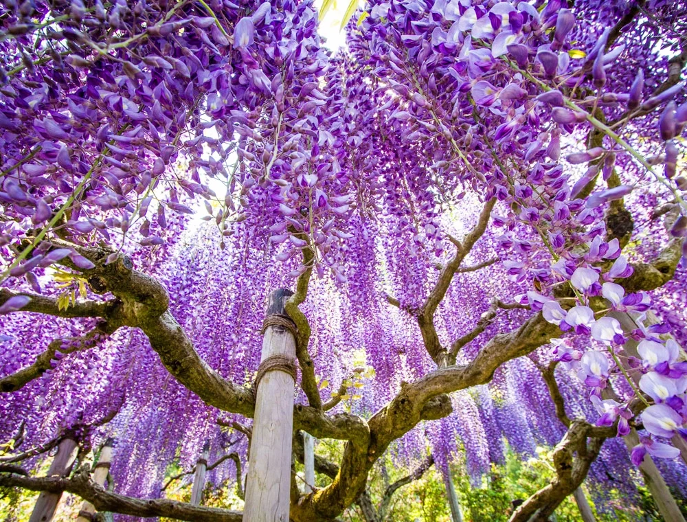 TOUR NHẬT BẢN: NARITA - TOKYO - FUJI - NAGOYA - KANSAI